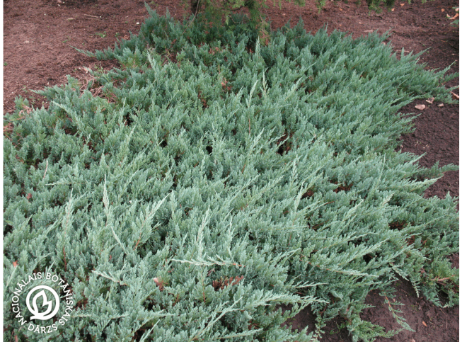 Juniperus horizontalis   'Blue Moon'